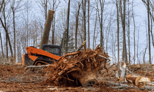 tree Removal peoria il